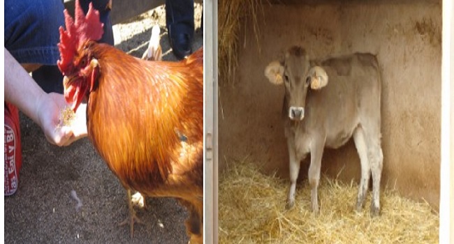 Fotografia de l'activitat CONEGUEU ELS ANIMALS DE LA GRANJA. VISITA GUIADA Fotografia de l'activitat CONEGUEU ELS ANIMALS DE LA GRANJA. VISITA GUIADA